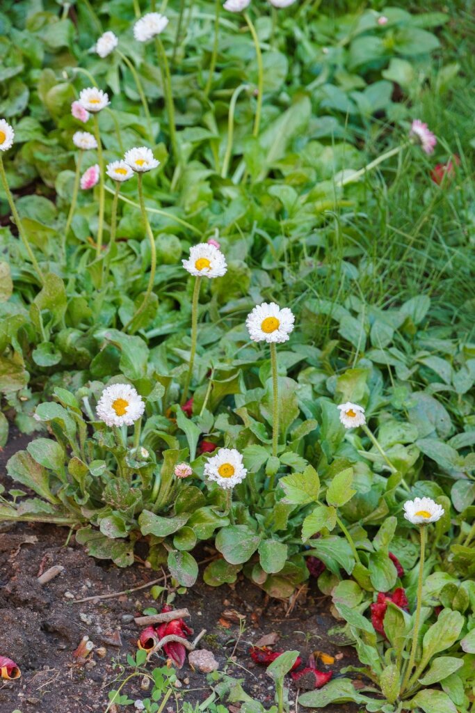 Гостиница Вилла Северин Калининград-34