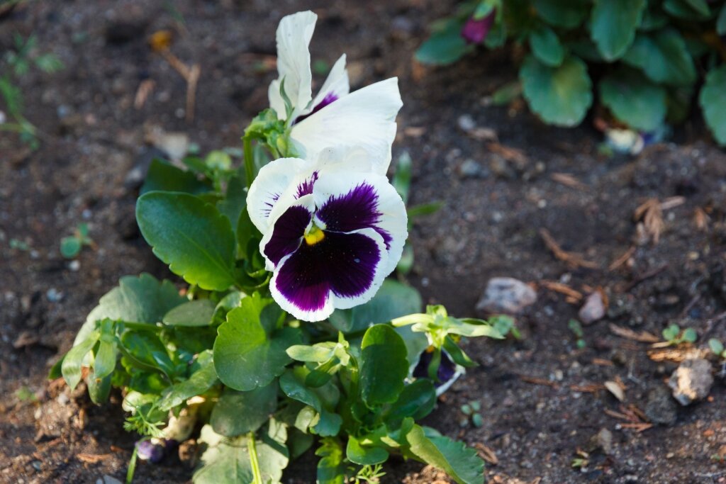 Гостиница Вилла Северин Калининград-47