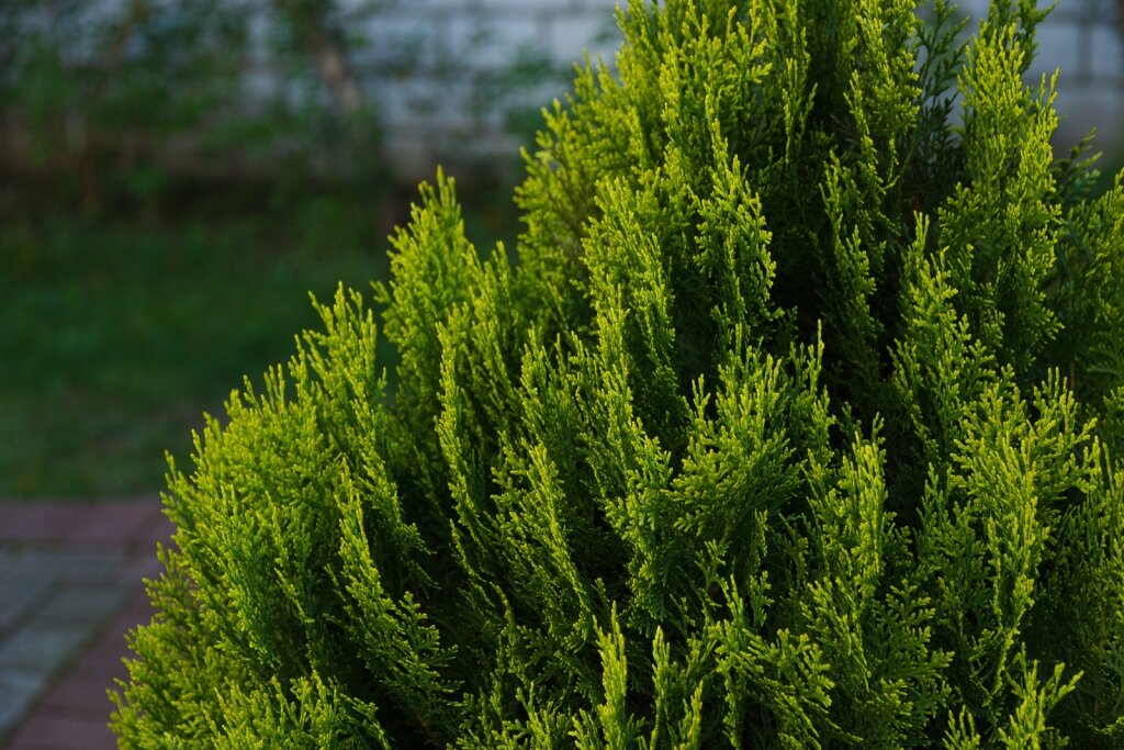 Гостиница Вилла Северин Калининград-61