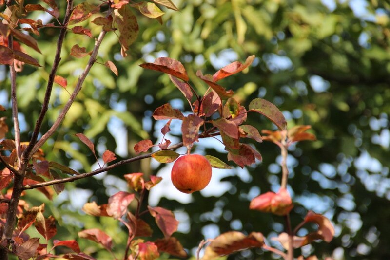 Гостиница Вилла Северин Калининград-45