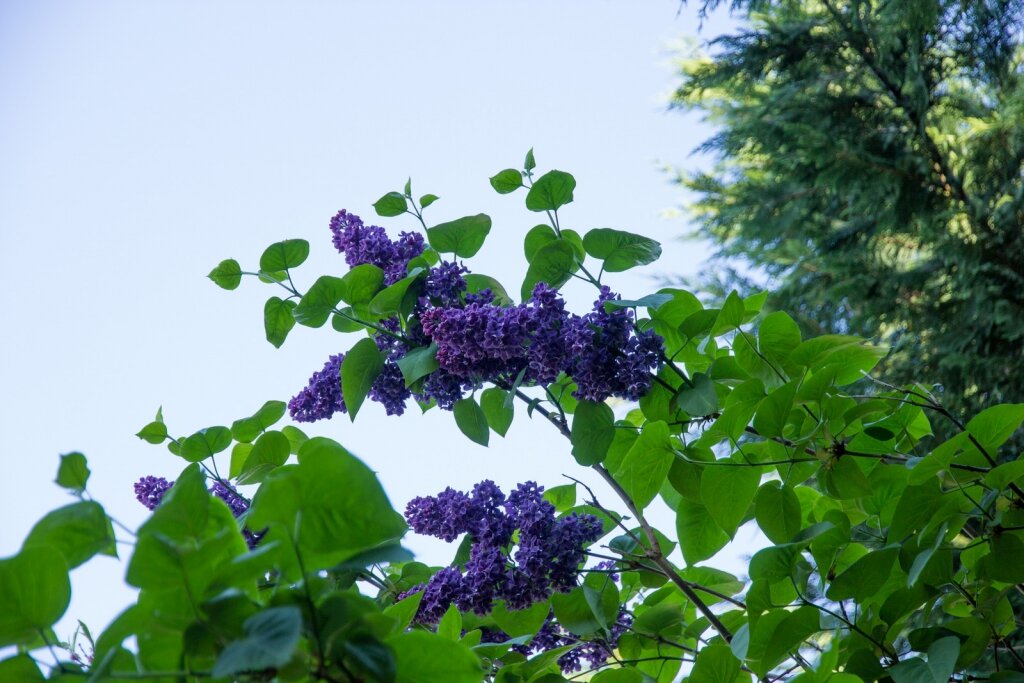 Гостиница Вилла Северин Калининград-16