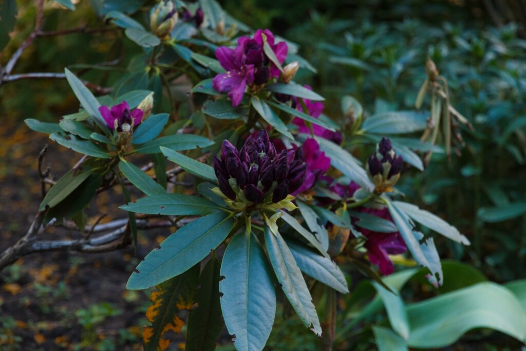 Гостиница Вилла Северин Калининград-27