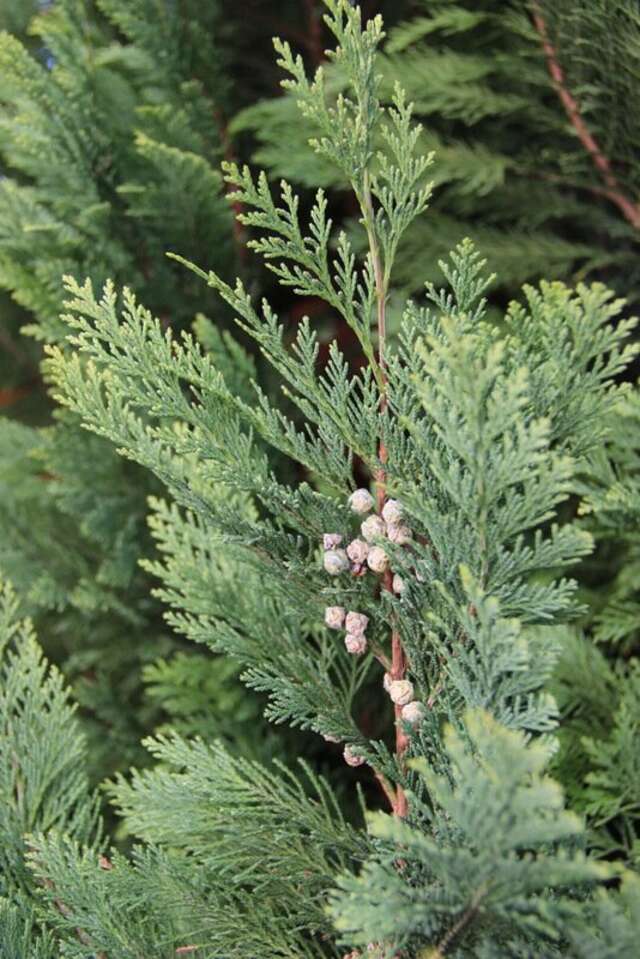 Гостиница Вилла Северин Калининград-21