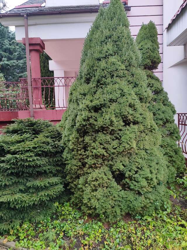 Гостиница Вилла Северин Калининград-128