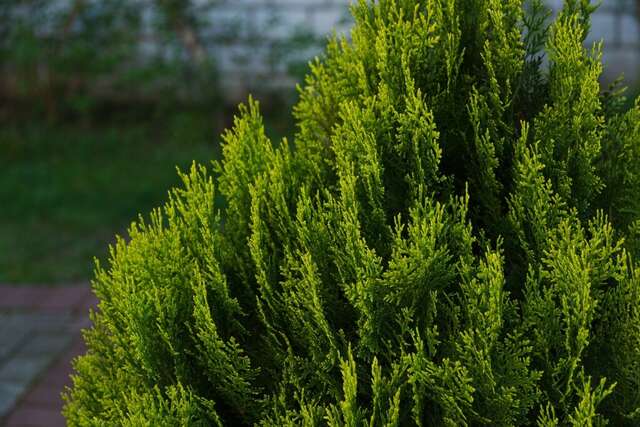 Гостиница Вилла Северин Калининград-60