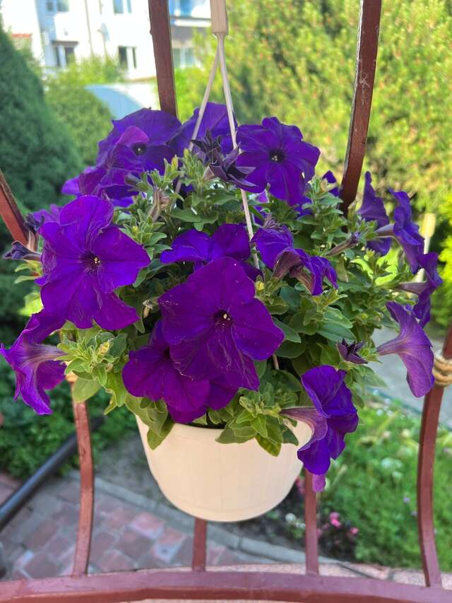 Гостиница Вилла Северин Калининград-138