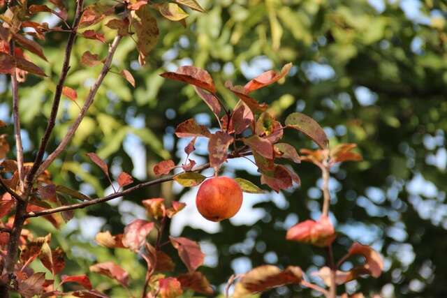 Гостиница Вилла Северин Калининград-44