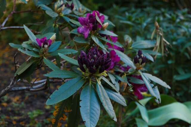 Гостиница Вилла Северин Калининград-26